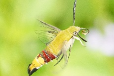 Oinophila aethalopis - Gemeiner Kaffeeschwärmer (Kaffeebienenschwärmer, Afrikanisches Taubenschwänzchen)